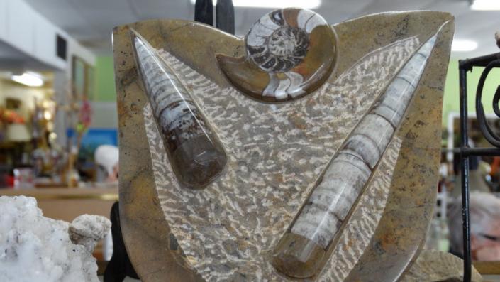 Great fossil desk or table piece!